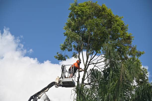 Iowa Park, TX Tree Removal Services Company