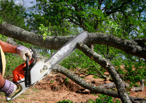 How Our Tree Care Process Works  in  Iowa Park, TX